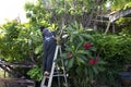 Thai men people gardening and cutting pruning branch Plumeria tree in garden at front of home at Nonthaburi, Thailand