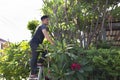 Thai men people gardening and cutting pruning branch Plumeria tree in garden at front of home at Nonthaburi, Thailand