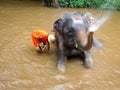 Thai Man Washing Elephant