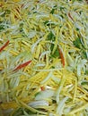 Thai Mango Salad Royalty Free Stock Photo