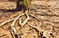 Thai Mangrove Swamp Royalty Free Stock Photo