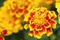 Thai Marigold Flower