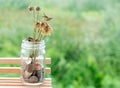 Thai money coin in bottle with flower