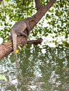 Thai monitor lizard lay over tree branch Royalty Free Stock Photo