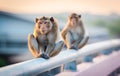 Thai Monkey portrait,Monkey sitting on the bridge rail