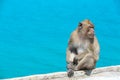 Thai monkey at sea