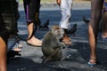 Thai monkey Thailand Royalty Free Stock Photo