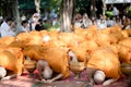 Thai monks in Ordination ceremony. Royalty Free Stock Photo