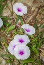 Thai Morning Glory or Ipomoea aquatica Forsk. Royalty Free Stock Photo