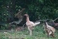 NATIVE CHICKEN IN THAILAND Royalty Free Stock Photo