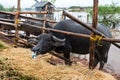 Thai native water buffalo farm at south of Thailand . Royalty Free Stock Photo