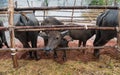 Thai native water buffalo farm at south of Thailand . Royalty Free Stock Photo