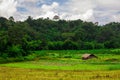 Thai nature landscape rice field with Cottage and beautiful blue sky and clouds Royalty Free Stock Photo