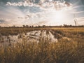 Thai nature landscape sunset on rice field with beautiful blue sky and clouds Royalty Free Stock Photo