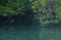 Thai Nature Mangrove Trees Sea water Island Natural Background