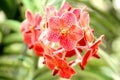 Thai Orange Orchid