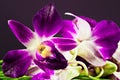 Thai orchid