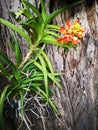 The Thai orchid blooms exquisitely, perched atop a large dried wood log.