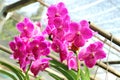 Thai Orchid