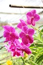 Thai Orchid