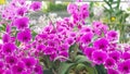 Thai orchid flower
