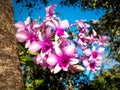 Thai orchid flower on the big tree 02 Royalty Free Stock Photo