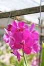 Thai Orchid Flowers-13