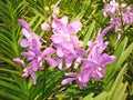 Thai Orchid Flowers-02