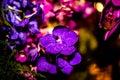 Purple Thai Orchid flowers on  blur background in the garden Royalty Free Stock Photo