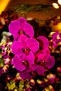 Purple Thai Orchid flowers on  blur background in the garden Royalty Free Stock Photo