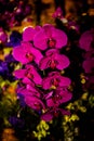 Purple Thai Orchid flowers on  blur background in the garden Royalty Free Stock Photo