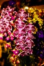 Purple Thai Orchid flowers on  blur background in the garden Royalty Free Stock Photo