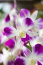 Thai orchid Royalty Free Stock Photo