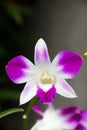 Thai orchid Royalty Free Stock Photo