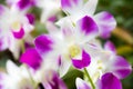 Thai orchid Royalty Free Stock Photo