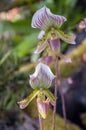 Thai Orchid (Paphiopedilum Callosum) Royalty Free Stock Photo