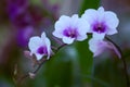 Thai Orchid 03 Royalty Free Stock Photo