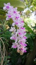 Thai orchid