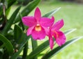 Thai Orchids