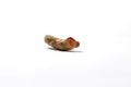 Thai organic turmeric root on white background.