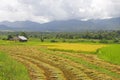 Thai paddy field