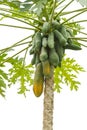 Thai papaya tree fully with papaya fruit close up, on Nature background.