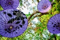 Thai parasols in tree Royalty Free Stock Photo