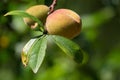 Thai Peach, fruit in yellow pink growing in Northern Thailand by hill tribes