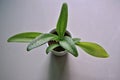 Thai people call it rich all the time (Drimiopsis Maculata Lindl & Paxton) is a long-lived succulent plant grown indoors for air Royalty Free Stock Photo