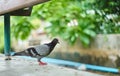 Thai pigeon standing with abstract background