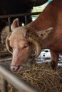 Thai pink buffalo eating dry grass