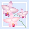 Thai Pink Cattleya Laelia Orchid Art