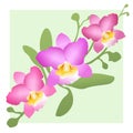 Thai Pink Cattleya Orchid Art