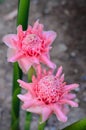 Thai Pink flower blossom in the garden.